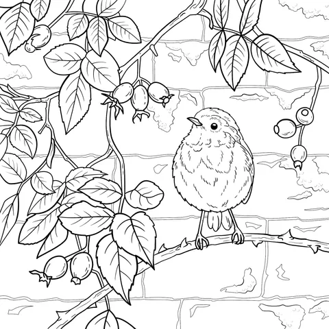 Robin on the Branch