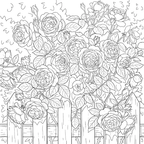 Pink Rose Bush by Fence