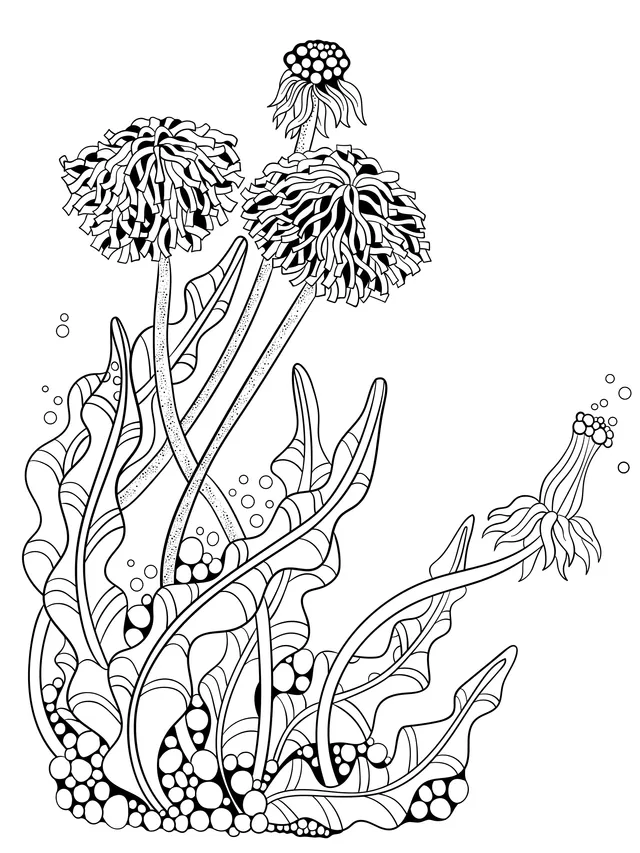 Dandelion Illustration