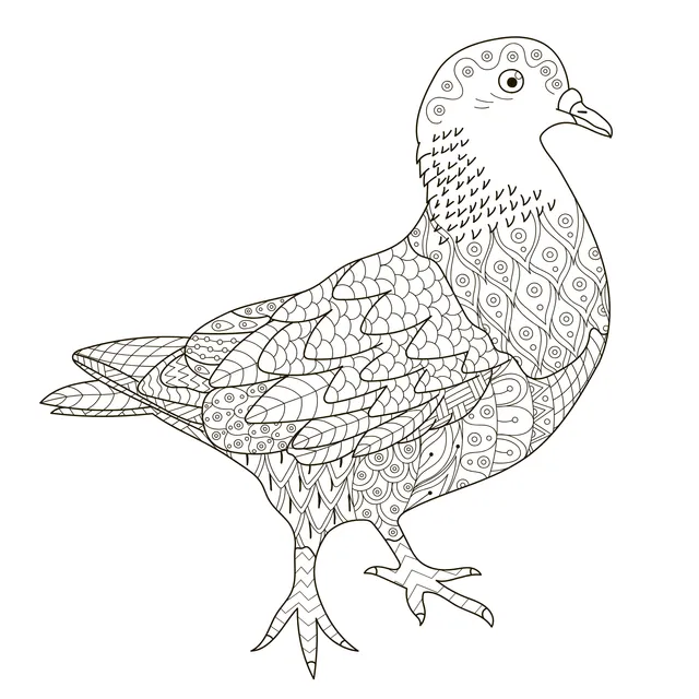 Painted Pigeon
