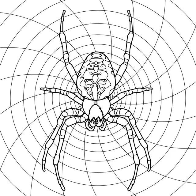 Spider and Web