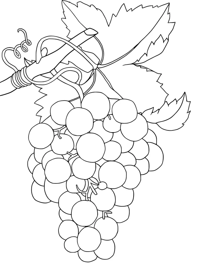A bunch of purple grapes
