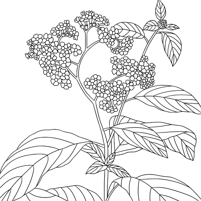 Blooming Pink Flowers and Green Leaves