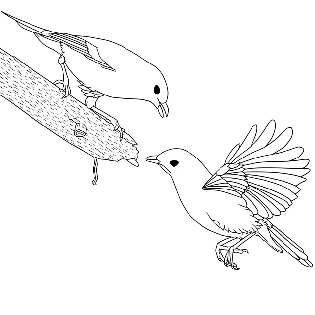 Interaction between Two Birds