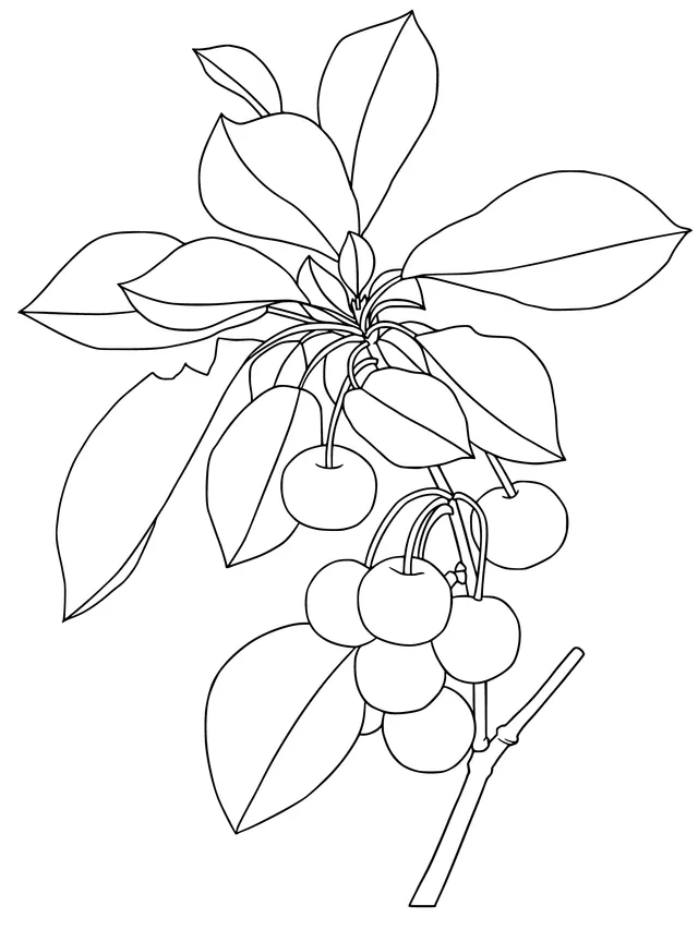 Cherry Branch