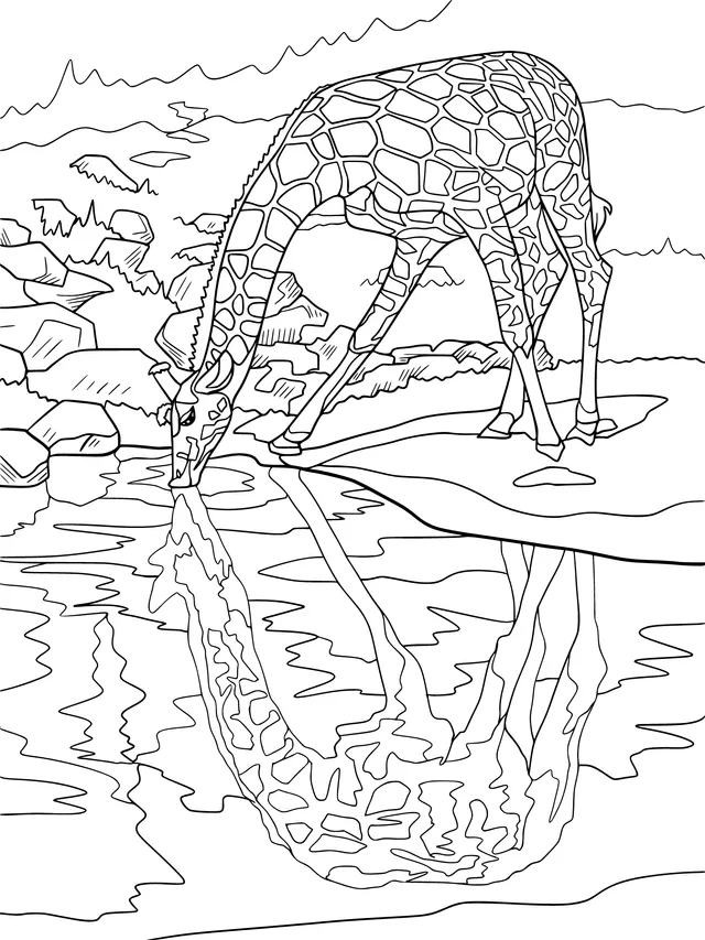 Giraffe Drinking Water