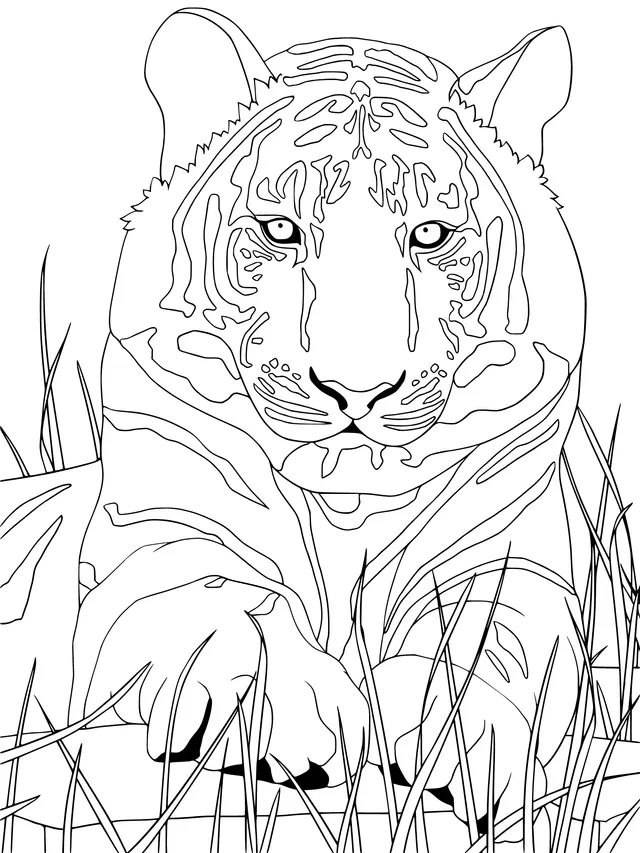 Resting Tiger