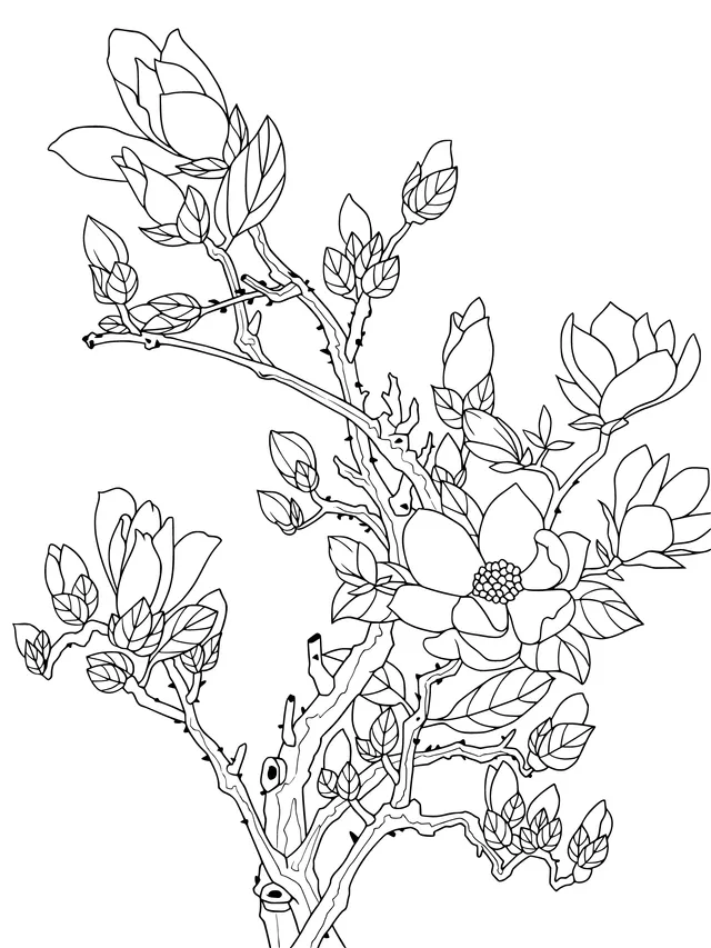 Blooming Magnolia Branches