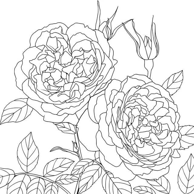 Two Pink Roses