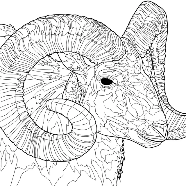 Bighorn Sheep