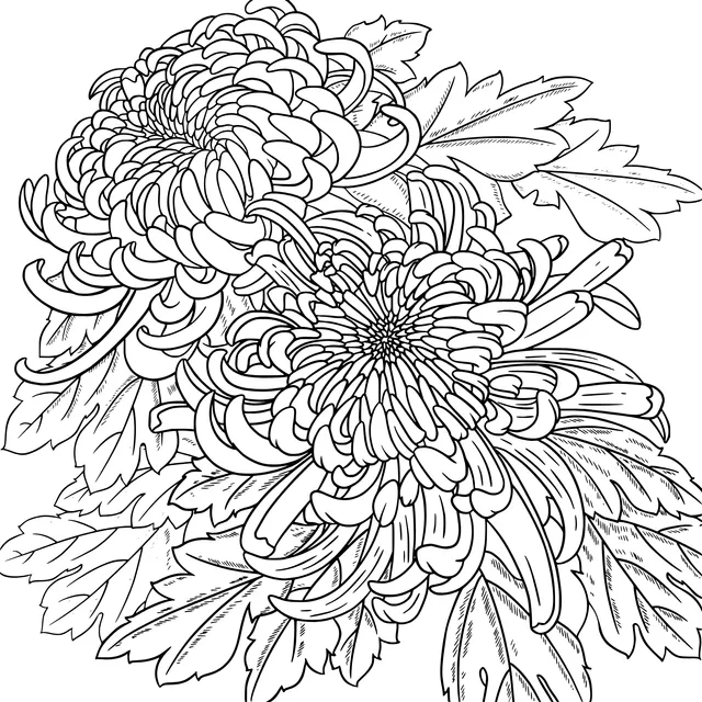 Picture of Two Chrysanthemums