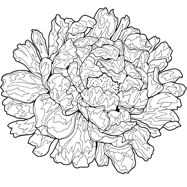 Colorful Peony