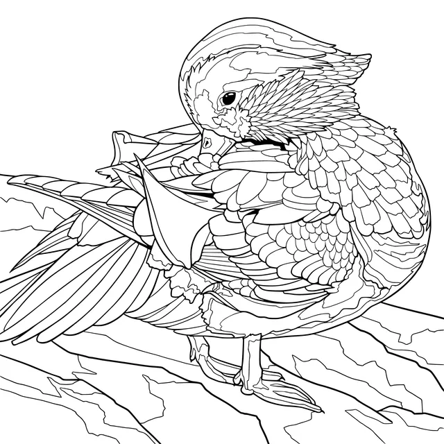 Colorful Mandarin Duck