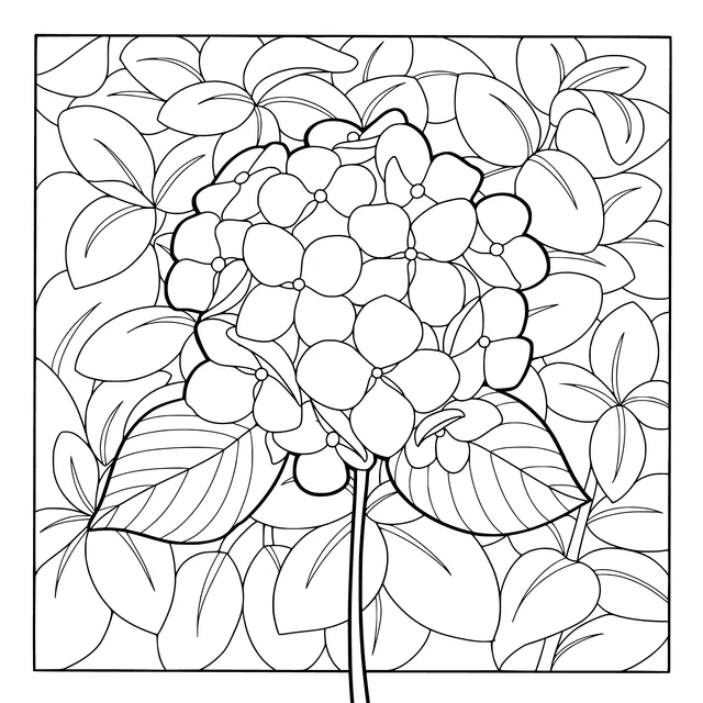 Hydrangea Illustration