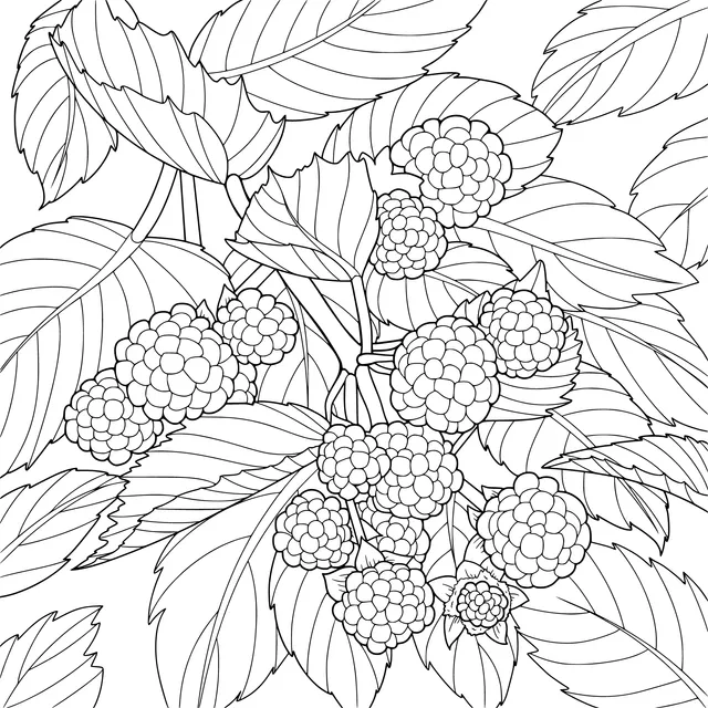 Raspberries on the Branch