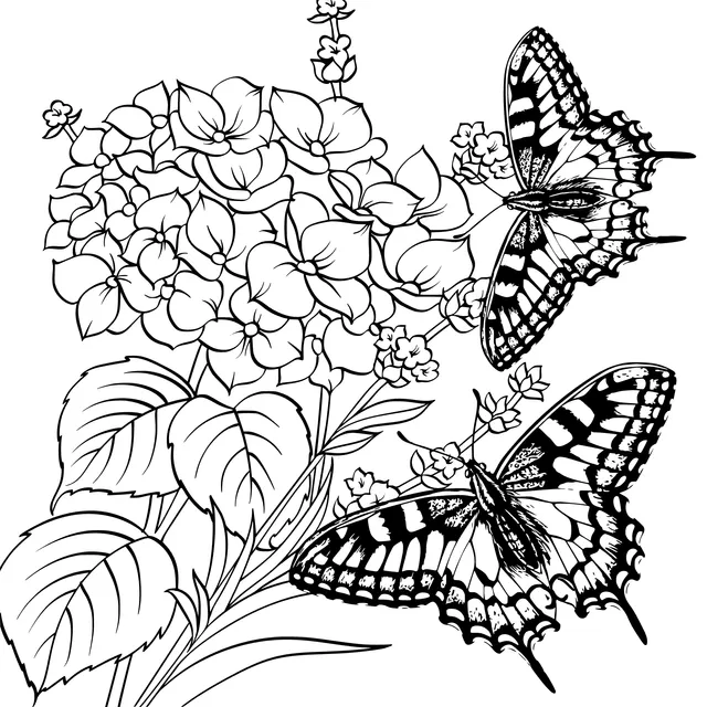 Hydrangeas and Butterflies