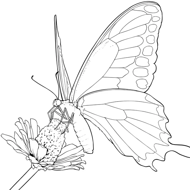 Butterfly perching on a flower