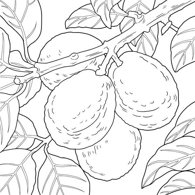 Avocados on the Branch