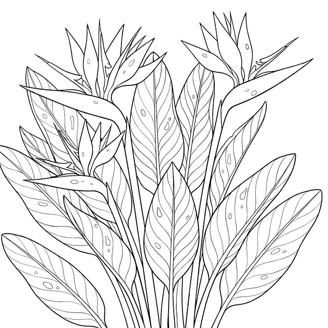 Bird - of - paradise Illustration