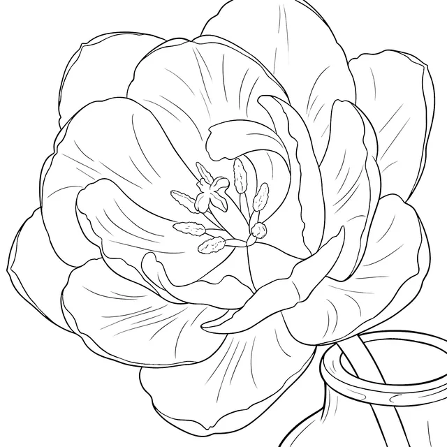 Double Pink Tulip